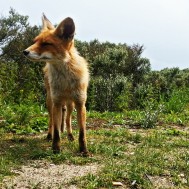 Meeting with a fox
