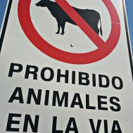 Forbidden to have animals on the road. But of course there are plenty of cows roaming around